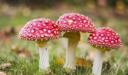 蘑菇吃瓜官网黑料爆料访问安全,深度解析网络爆料背后的真相
