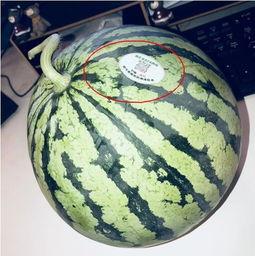 今日吃瓜必吃大瓜网红,揭秘吃瓜必看的热门事件