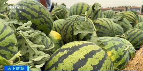 上热门水晶瓜区分很简单