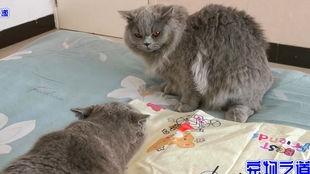 吃瓜今日吃瓜必吃胖猫,今日吃瓜必尝的肥美佳肴