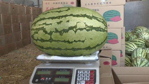 今日白银会宁县瓜价,白银会宁瓜价今日行情解析”