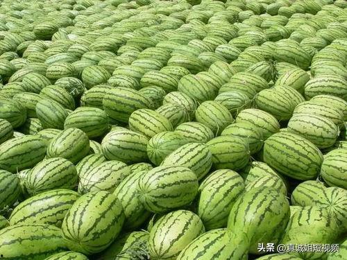今日吃瓜必吃大瓜每日分享,揭秘吃瓜必吃大瓜每日分享