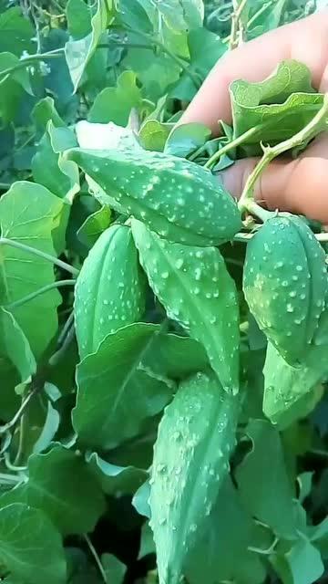 黑瓜吃料是一种植物吗,揭秘其植物身份之谜