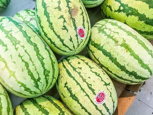 今日石头瓜精品瓜批发价南宁,精品瓜类市场行情一览”