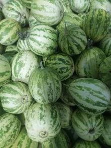 水果吊瓜今日行情最新,价格波动与市场动态一览