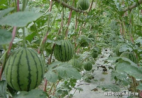 太和区采瓜热门推荐,体验田园乐趣，畅享丰收喜悦