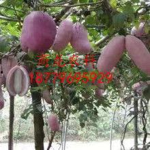 八月瓜热门音乐,流行旋律与民族风情的完美融合