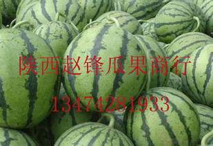 哈密瓜今日价格行情瓜园,瓜园今日行情一览