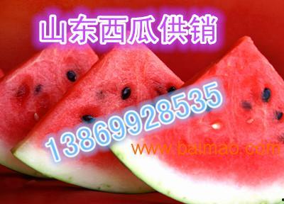 今日小白瓜批发最新价格,市场行情一览