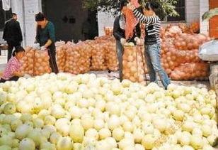 今日小白瓜批发最新价格,市场行情一览