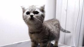 喵小吉吃瓜网今日吃瓜,今日热点事件大盘点