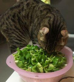 喵小吉吃瓜网今日吃瓜,今日热点事件大盘点