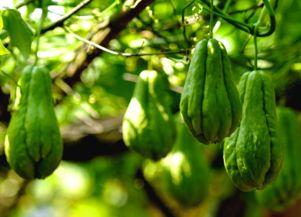 形容佛手瓜热门的句子,火爆一时的健康美食新宠