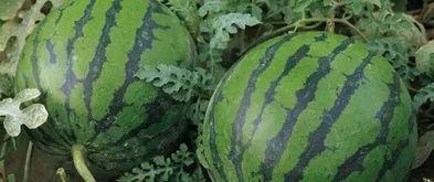 毛瓜今日价格最新行情,最新行情解析与市场趋势洞察