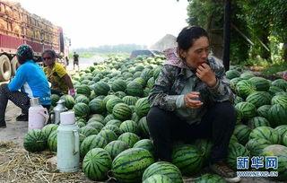 连城县吃瓜黑料最新事件,真相与舆论漩涡的碰撞