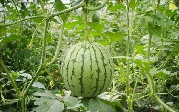 近期热门吃瓜关键词,揭秘近期热门吃瓜关键词背后的热点事件