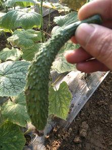 最近热门的瓜都在哪看,热门瓜料最新聚集地，一网打尽全网热点！