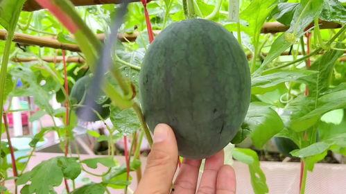 最近热门的瓜都在哪看,热门瓜料最新聚集地，一网打尽全网热点！