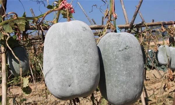 最近热门的瓜都在哪看,热门瓜料最新聚集地，一网打尽全网热点！