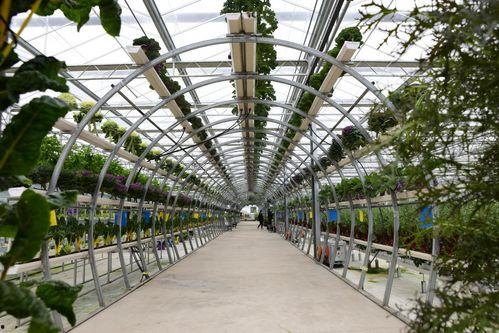 吃瓜群爆料大棚是真的吗,大棚真相揭秘，究竟是真的吗？