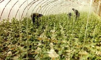 吃瓜群爆料大棚是真的吗,大棚真相揭秘，究竟是真的吗？