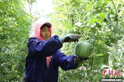 摘吊瓜热门文案怎么写好,尽享田园乐趣与丰收喜悦