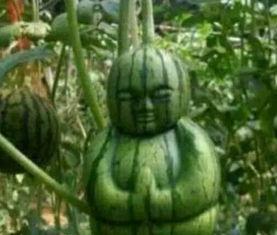 福建热门吃瓜事件真相