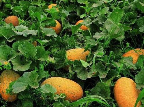 黑料吃瓜精品一区二区,一区二区精彩内容大盘点