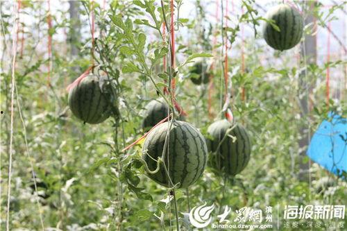 凉山吃瓜爆料视频大全下载,揭秘幕后真相，带你领略网络风云